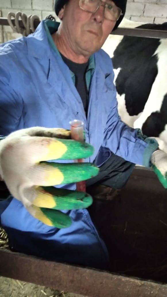 Взятие крови для исследования на бруцеллез и туберкулинизацию КРС в селении Сухотское провели ветеринарные специалисты Сухотской участковой ветлечебницы Взятие крови для исследования на бруцеллез и туберкулинизацию КРС в селении Сухотское провели ветеринарные специалисты Сухотской участковой ветлечебницы