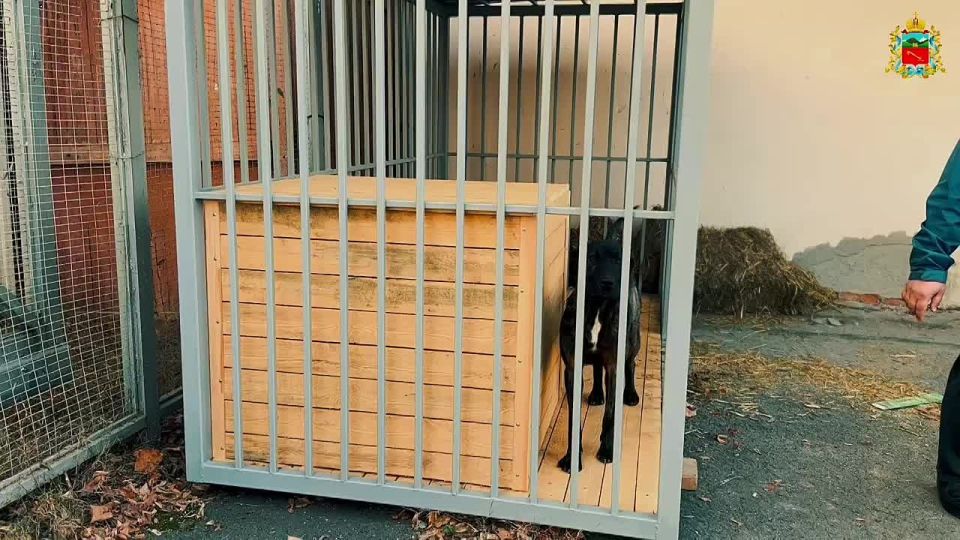Сотрудники АМС Владикавказа забрали собаку из «Владпитомника»