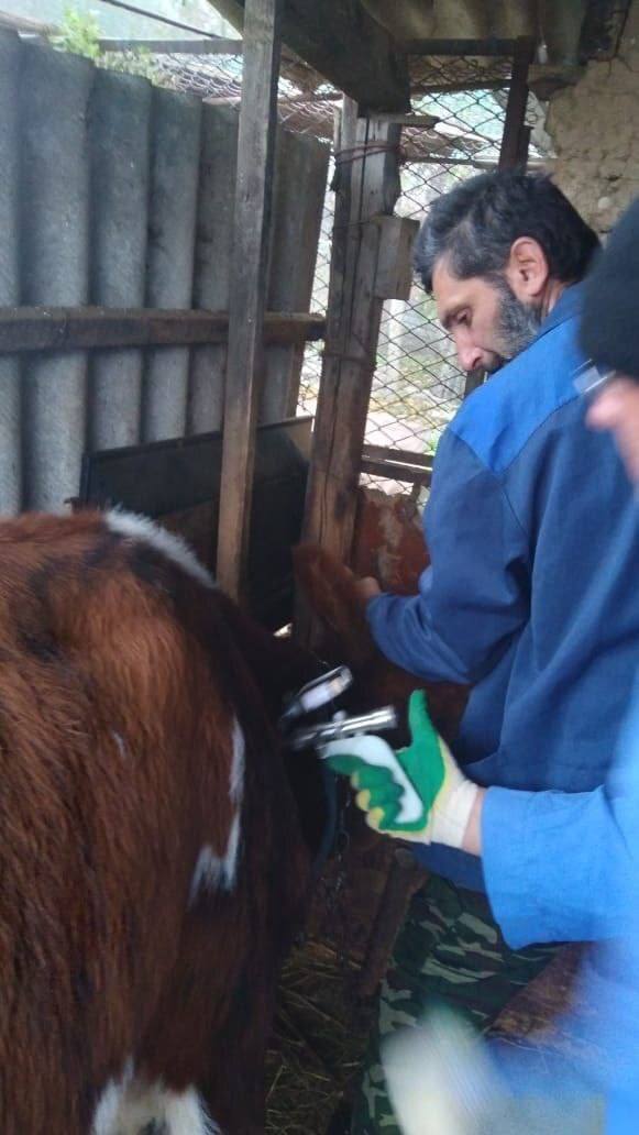 Взятие крови для исследования на бруцеллез и туберкулинизацию КРС в селении Сухотское провели ветеринарные специалисты Сухотской участковой ветлечебницы Взятие крови для исследования на бруцеллез и туберкулинизацию КРС в селении Сухотское провели ветеринарные специалисты Сухотской участковой ветлечебницы