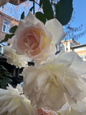  .     ,    ,   ,     , ,  