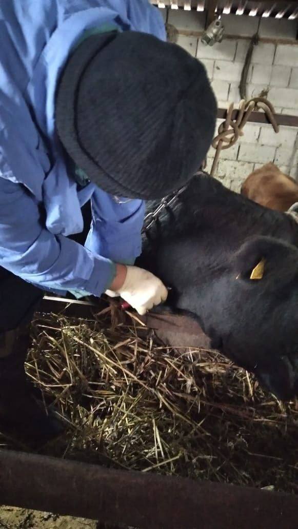 Взятие крови для исследования на бруцеллез и туберкулинизацию КРС в селении Сухотское провели ветеринарные специалисты Сухотской участковой ветлечебницы Взятие крови для исследования на бруцеллез и туберкулинизацию КРС в селении Сухотское провели ветеринарные специалисты Сухотской участковой ветлечебницы