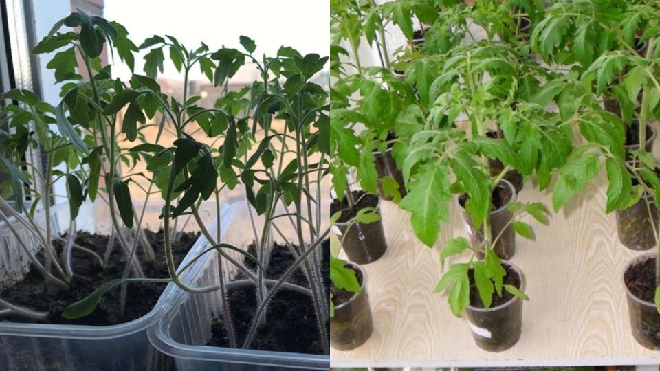 Спасение вытянутой рассады