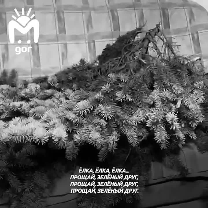 Во Владикавказе объявили кастинг — ищут главную городскую ёлку