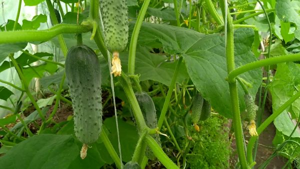 Почему огурцы не растут: пять распространенных причин