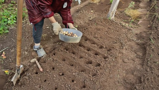 Откройте секрет идеального зимнего чеснока: необычные методы от эстонского мастера