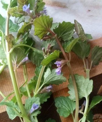 Будра: народное средство для ускорения заживления переломов и раны