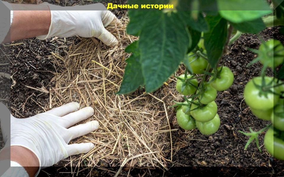 Тайны живой мульчи: как естественные растения могут увеличить ваш урожай