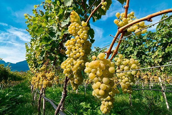 Виноград Слава: секреты успешного выращивания и вкусные перспективы