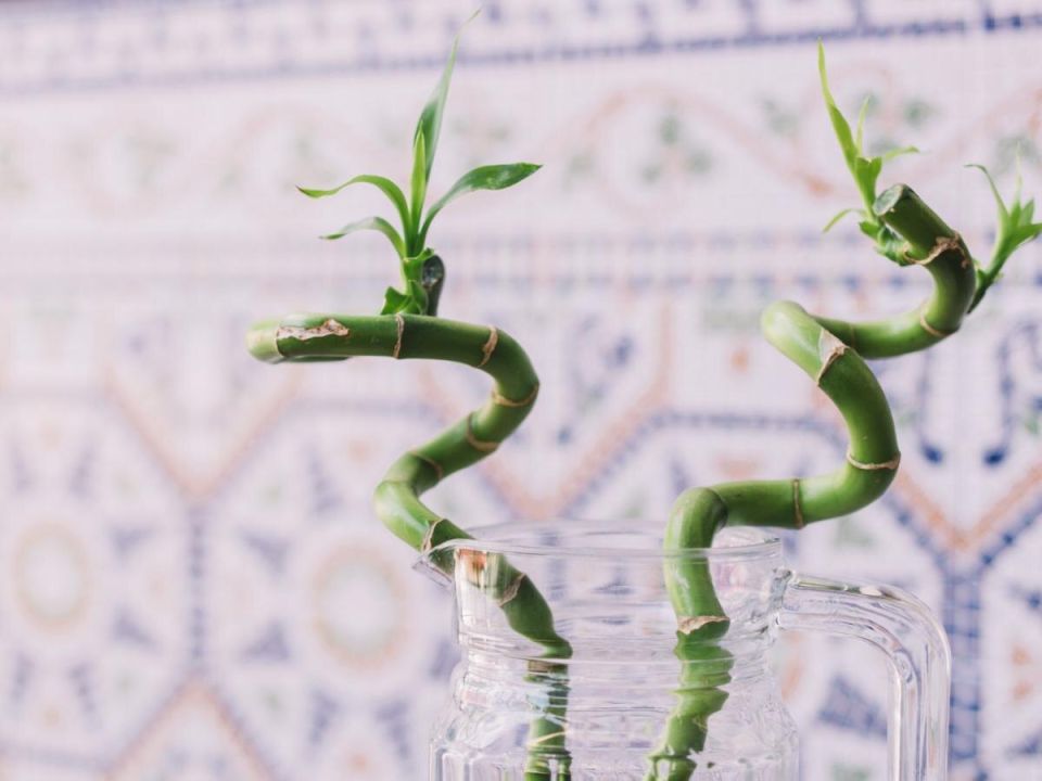 Как бамбук удачи меняет атмосферу вашего дома: секреты ухода и символика