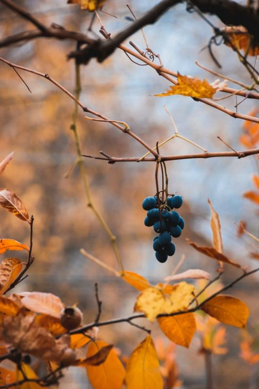 Доброе утро, Владикавказ!. Хорз райсомт уыл цуд!