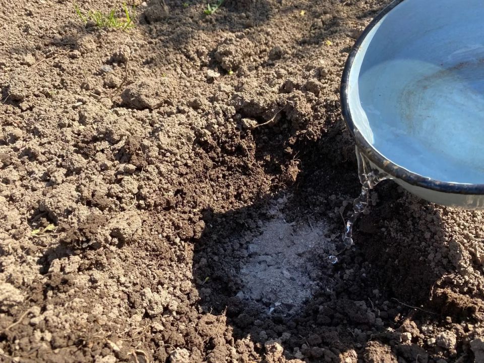 Чудодейственный осенний раствор для вашего сада: секреты защиты от вредителей