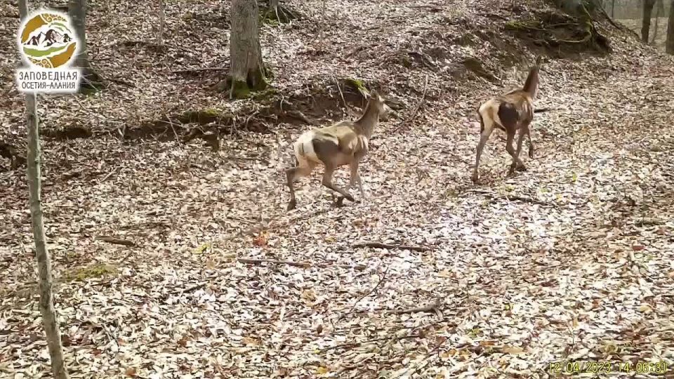 ФГБУ «Заповедная Осетия-Алания» поздравило жителей республики с Днём матери в своем тг-канале
