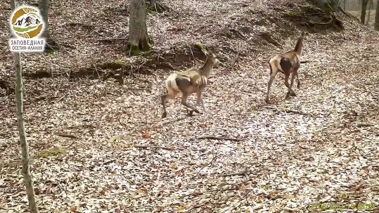 ФГБУ «Заповедная Осетия-Алания» поздравило жителей республики с Днём матери в своем тг-канале