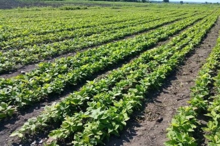 5 млн рублей потратят на обновление лесного питомника в Северной Осетии