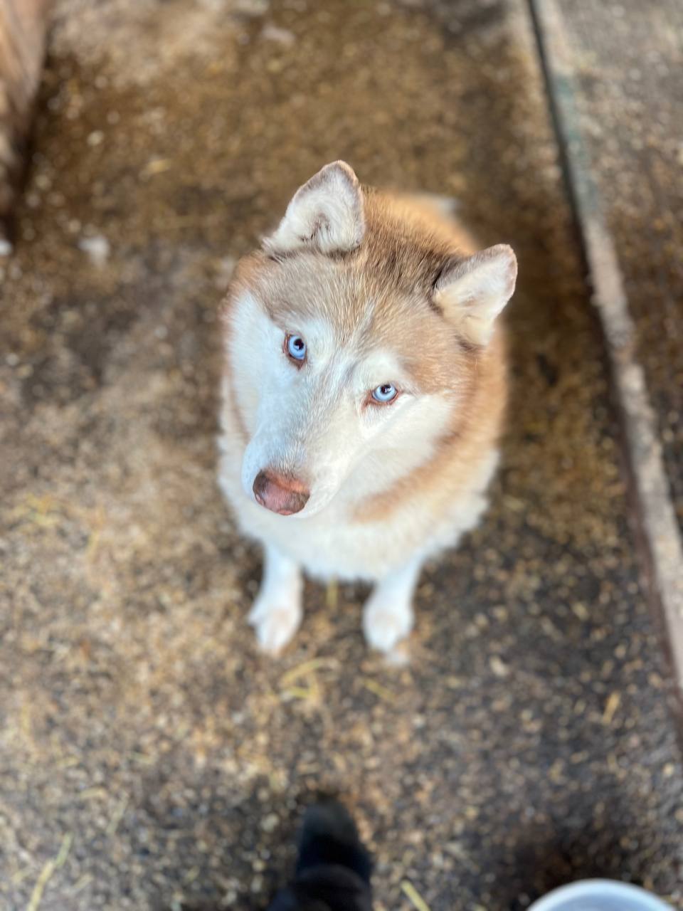 «Забери меня домой». . Во «Владпитомнике» продолжается акция по пристройству собак «Забери меня домой». . Во «Владпитомнике» продолжается акция по пристройству собак