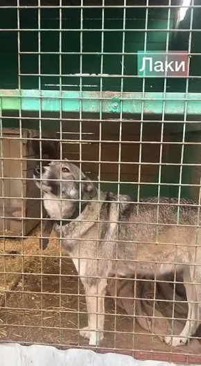 Акция «Владпитомника» продолжается