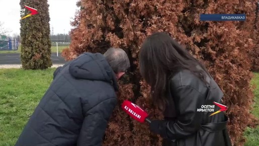 Кипарисовая златка — опасный жук-вредитель