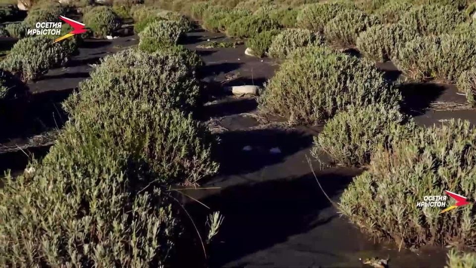 ���� � ��� � ������� ����� �������, ������, � ��� �� ������� ������������ ��������