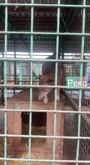 Акция «Владпитомника» продолжается