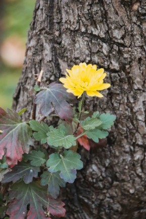 Äîáðîå óòðî, Âëàäèêàâêàç!. Õîðç ðàéñîìò óûë öóä!