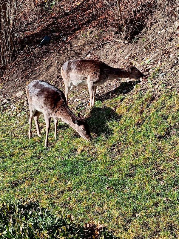 ���� �. �����������. ����� ���� ���� �������� � ������ � ������