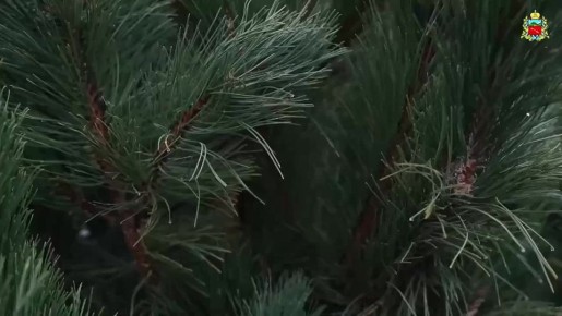 Во Владикавказе открылись новогодние ярмарки