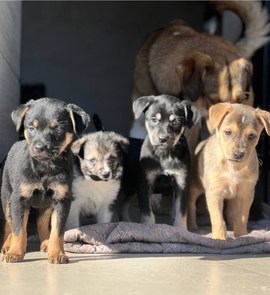 350 бездомных собак обрели новых хозяев 350 бездомных собак обрели новых хозяев