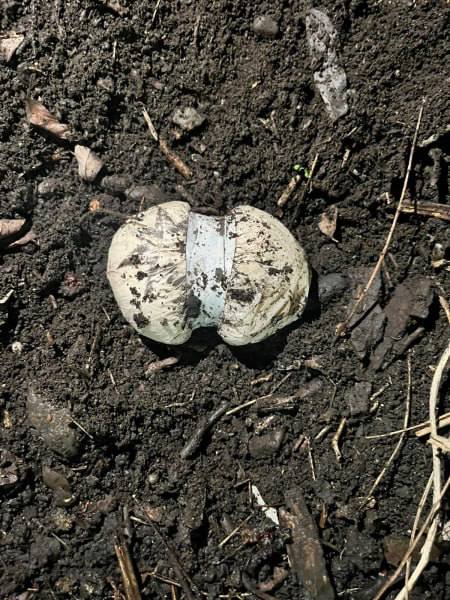 Полицейские Северной Осетии пресекли попытку сбыта более тысячи разовых доз метадона Полицейские Северной Осетии пресекли попытку сбыта более тысячи разовых доз метадона