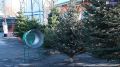 Средняя стоимость новогодней елки во Владикавказе составит 3500 рублей