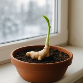 ��� ��������� ������ �� ����������� �����