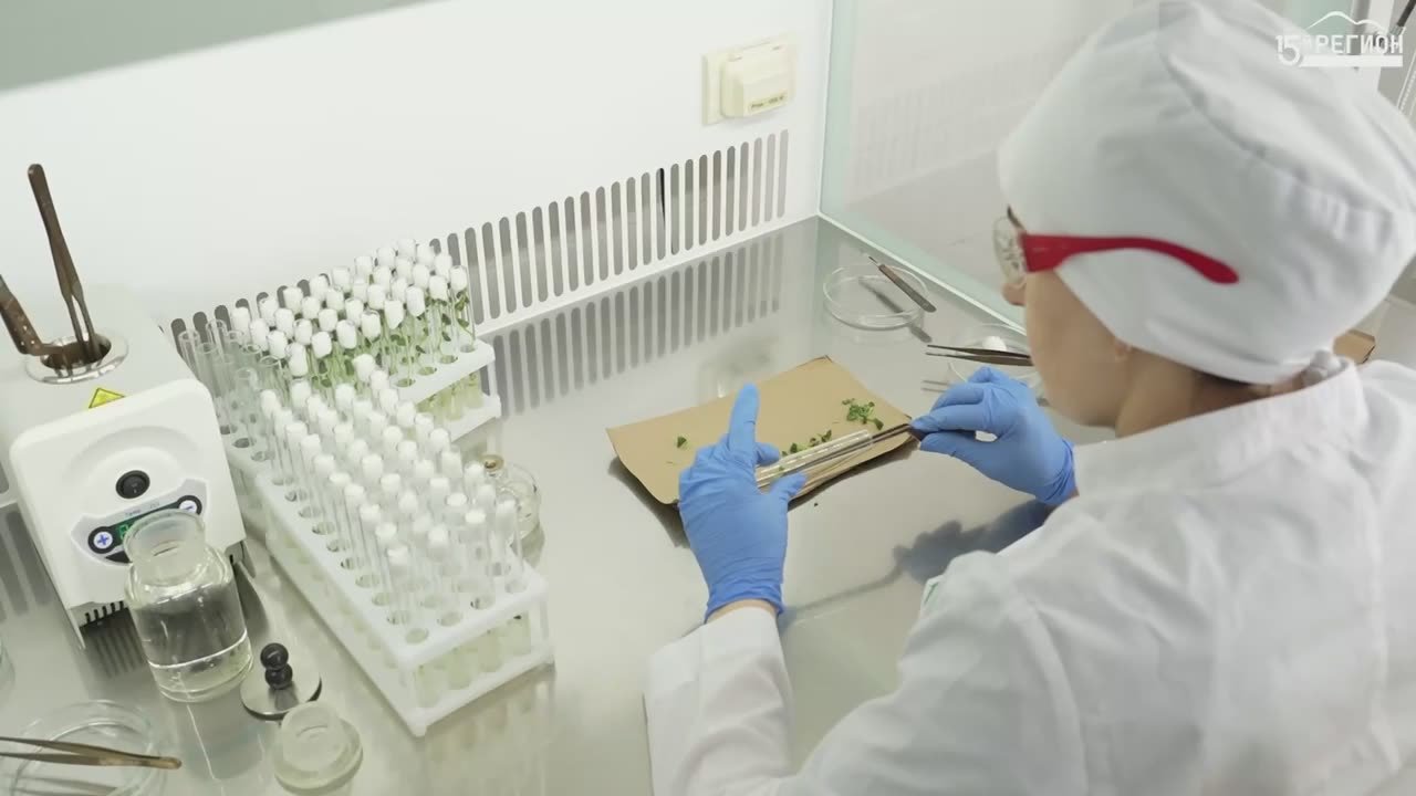 От черенка до элитного картофеля