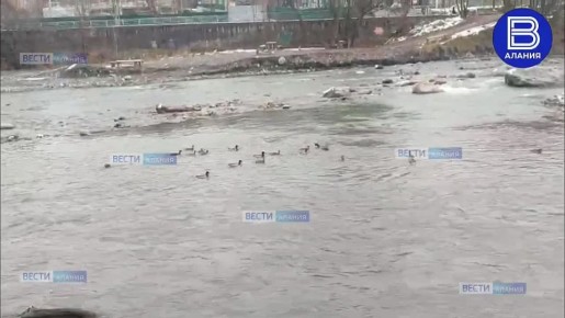 Дикие утки вновь прилетели на зимовку во Владикавказ