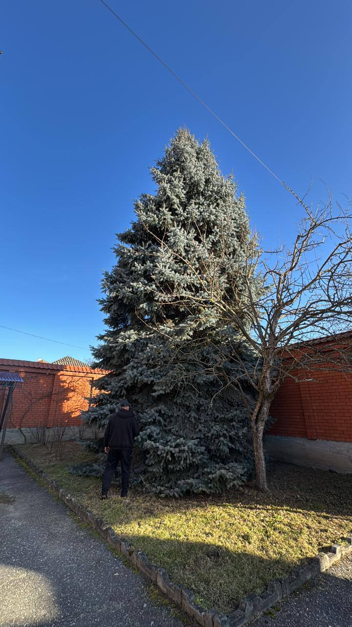 Главная ёлка Владикавказа уже готовится занять свое почетное место