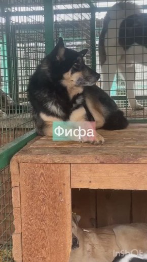 Акция «Владпитомника» продолжается