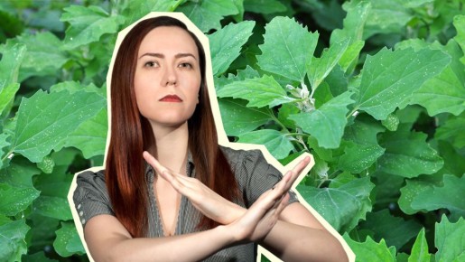 ������ �������� �� ������ �� ����� �������: ����� ���� �������� �� ��� ��� ���