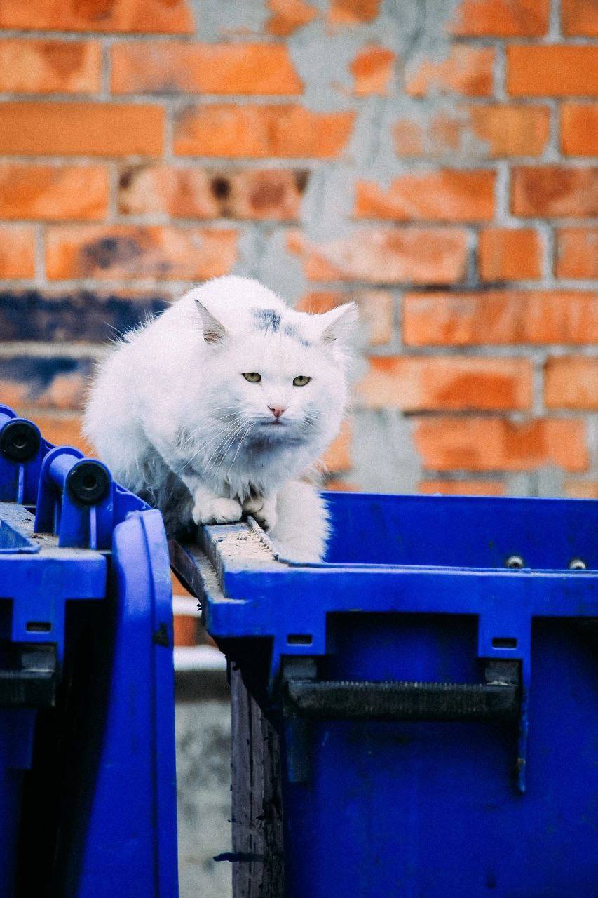 Улица Васо Абаева во Владикавказе образовалась в начале XX века Улица Васо Абаева во Владикавказе образовалась в начале XX века