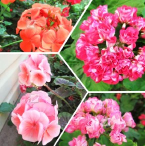 ��� ������ ��������� �� �����������: ������� ��������� �����