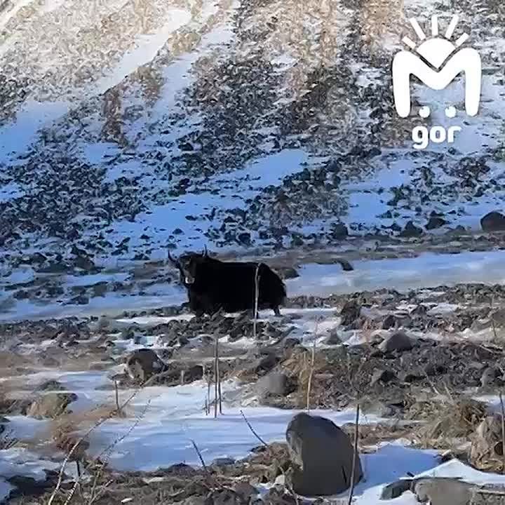 ��! ���������? �� �����, � ������ �� �� �������� ������, �������� ��������� ���� ������