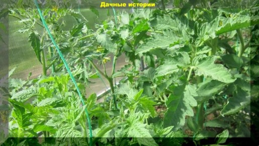 ��� ������ ������ �� ���������: ��� ������� ������ ��� ���������