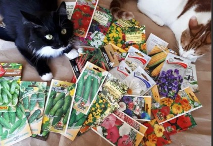 ��� �� ����� ������� ��� ������� �����: ������ ��� ��������