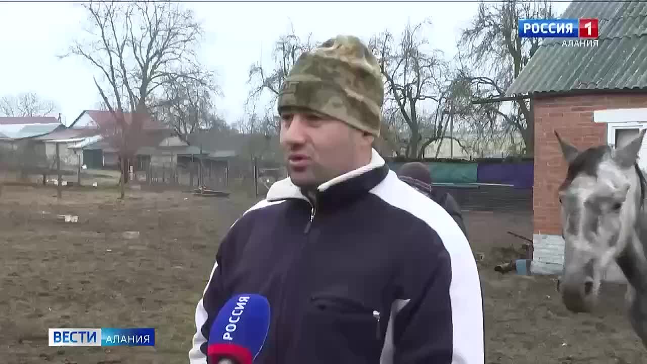 Лошадь по кличке Пандора с тяжелыми травмами спасли волонтеры