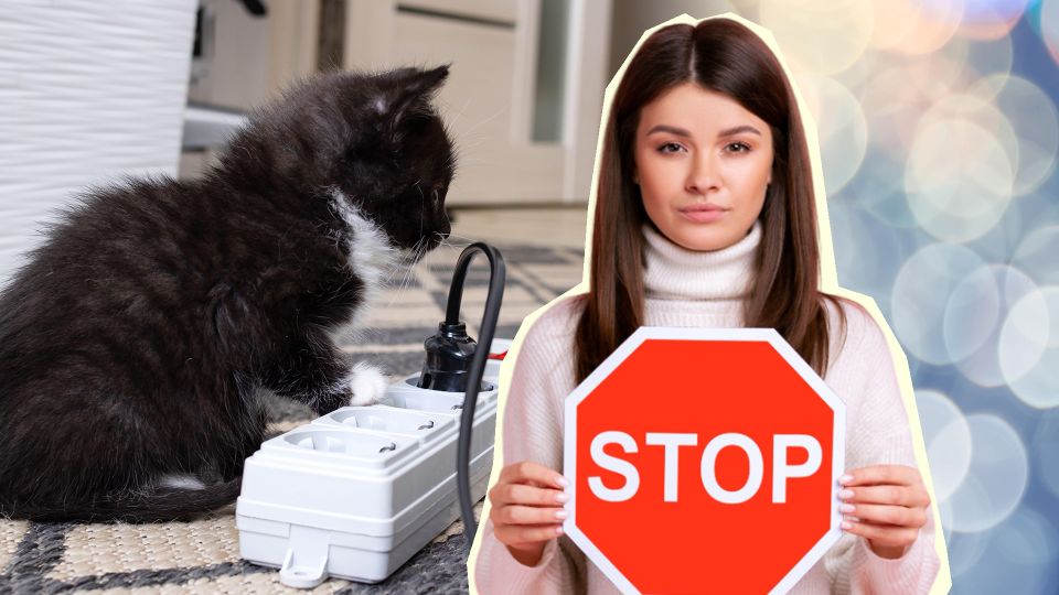 Кошки мигом оставят в покое провода и зарядки: натрите шнуры вот чем