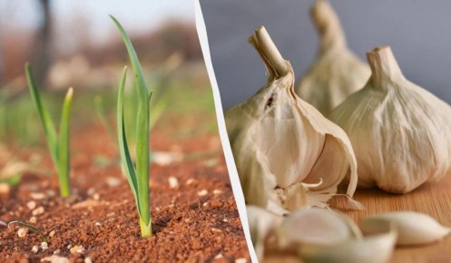 ��� ��������� �������� ������ ������ � ��� ��� �������� ������