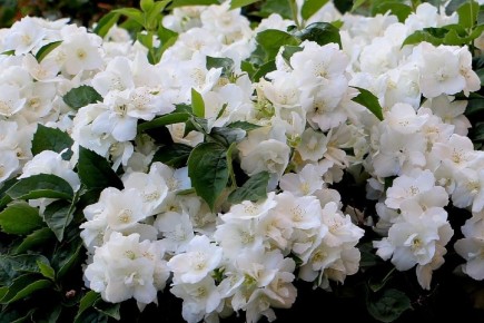 ��������: ������� ����� �� ���� ��������� ������������ ������ ����