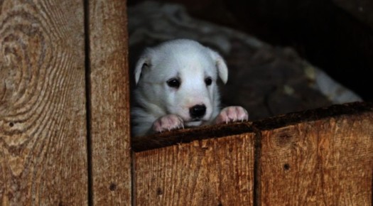 Угрозы для жизни собак из «Владпитомника» нет