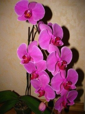 ������� ����� �� �������������: ��� ��������� ������� ����� �������