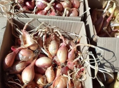 �������� ���: ������� ������ � ��������� ������������ ��� ���������