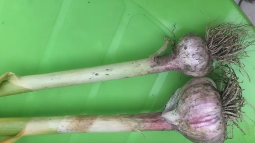 ��� ������� ������� ����� ��������� ������ ������� � 1,75 ����