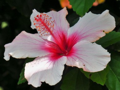 ��� ��������� �� ���������� ������