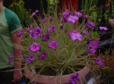 ���������� ��������-���������: ������ ��� ���?